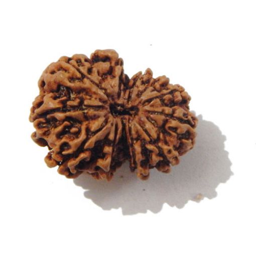 Gauri Shankar Rudraksha
