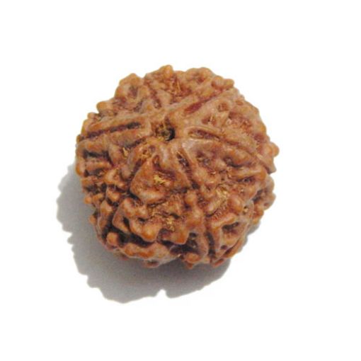 Six Mukhi Rudraksha