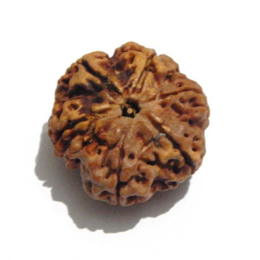 Six Mukhi Rudraksha