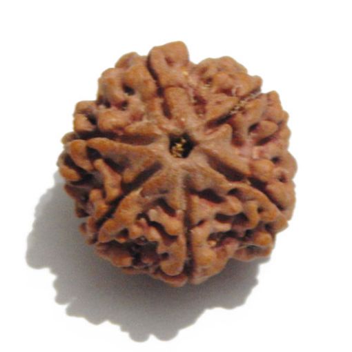 Six Mukhi Rudraksha