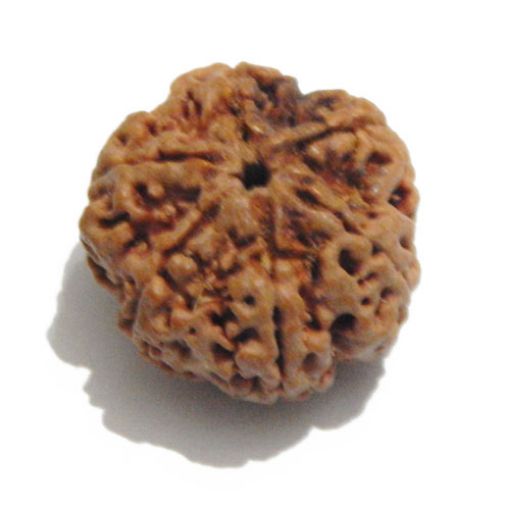 Six Mukhi Rudraksha