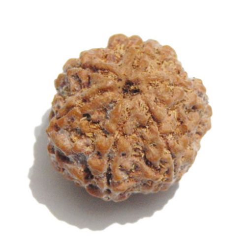 Six Mukhi Rudraksha