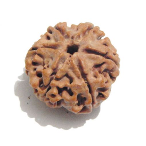 Six Mukhi Rudraksha