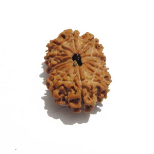 Thirteen Mukhi Nepali Rudraksha