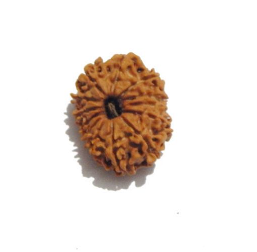 Thirteen Mukhi Nepali Rudraksha