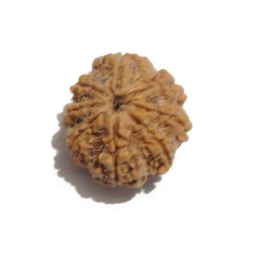 Eight Mukhi Rudraksha