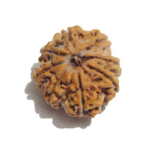 Eight Mukhi Rudraksha