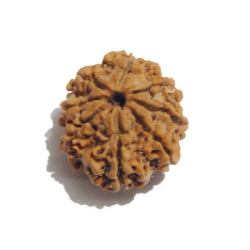Eight Mukhi Rudraksha