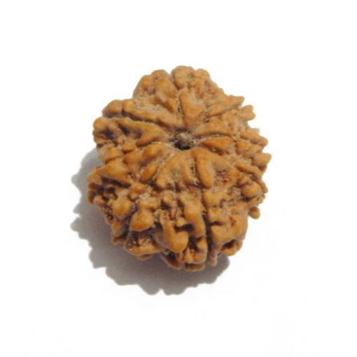 Eight Mukhi Rudraksha