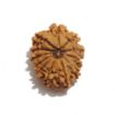 Twelve Mukhi Nepali Rudraksha