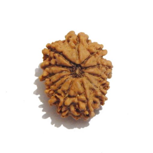 Twelve Mukhi Nepali Rudraksha