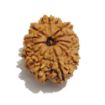 Twelve Mukhi Nepali Rudraksha