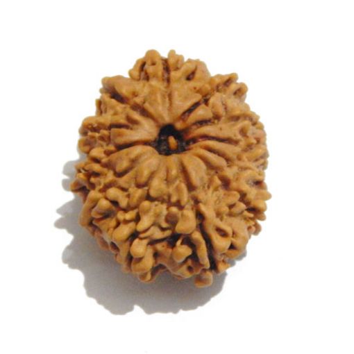 Twelve Mukhi Nepali Rudraksha