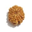 Twelve Mukhi Nepali Rudraksha