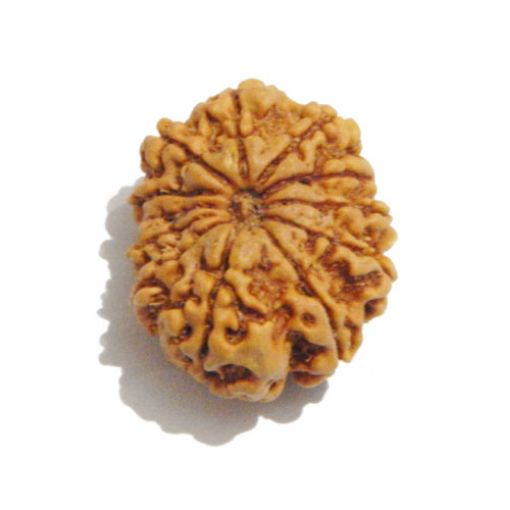 Twelve Mukhi Nepali Rudraksha