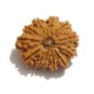 Twelve Mukhi Nepali Rudraksha