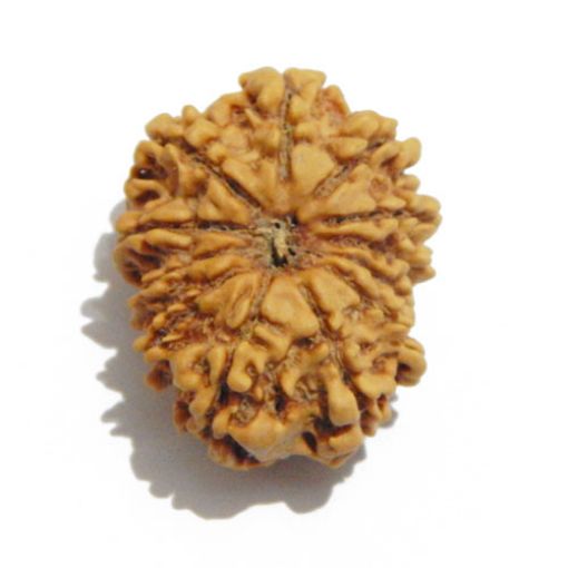 Twelve Mukhi Nepali Rudraksha