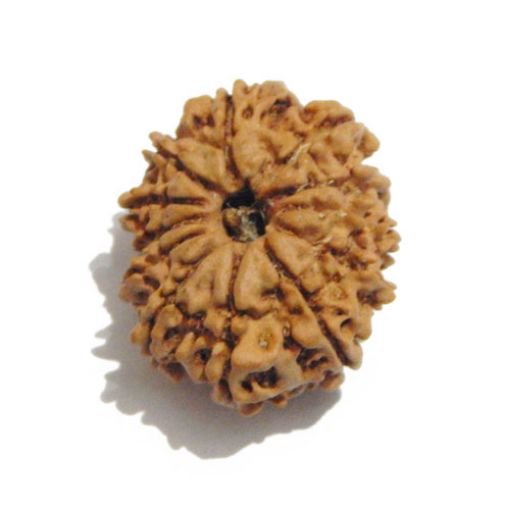 Twelve Mukhi Nepali Rudraksha
