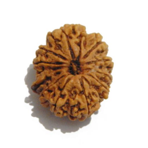 Twelve Mukhi Nepali Rudraksha