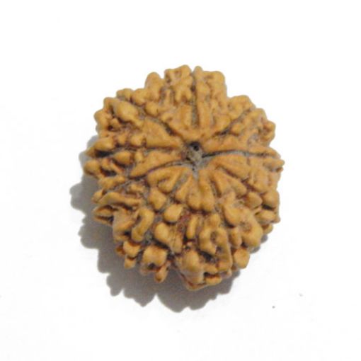 Nine Mukhi Nepali Rudraksha