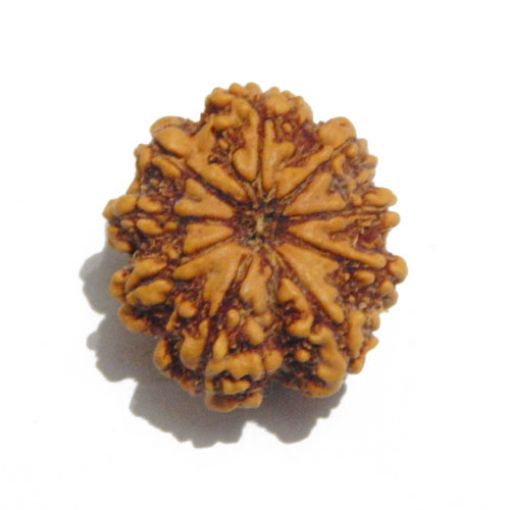 Nine Mukhi Nepali Rudraksha