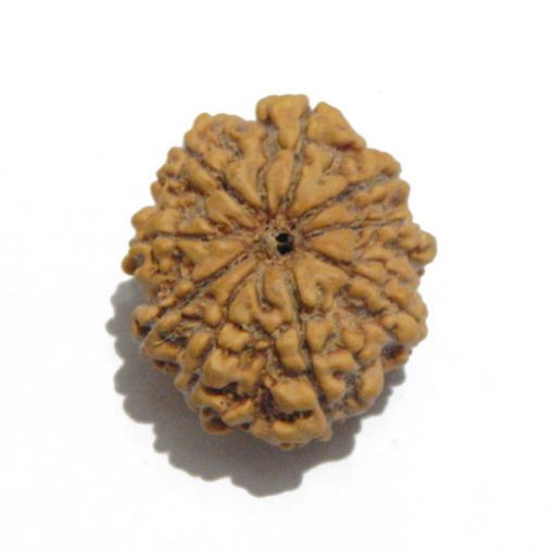 Nine Mukhi Nepali Rudraksha