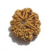Nine Mukhi Nepali Rudraksha