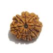 Nine Mukhi Nepali Rudraksha