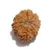 Nine Mukhi Nepali Rudraksha