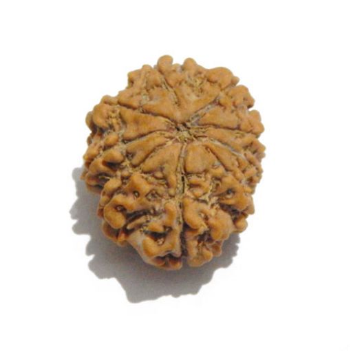 Nine Mukhi Nepali Rudraksha