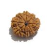 Nine Mukhi Rudraksha