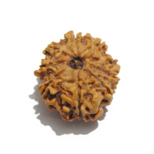 Nine Mukhi Nepali Rudraksha