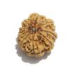 Nine Mukhi Nepali Rudraksha