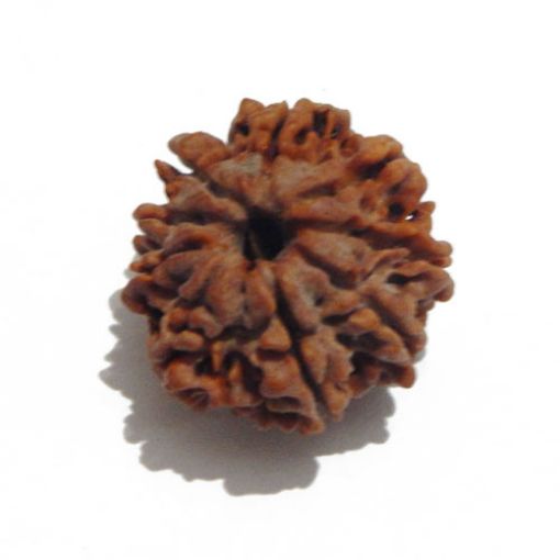 Nine Mukhi Nepali Rudraksha