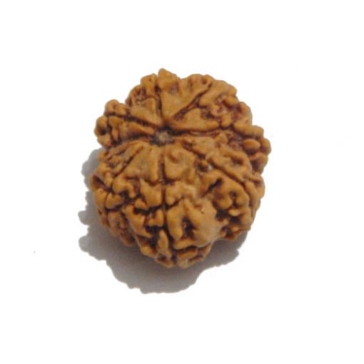 Nine Mukhi Nepali Rudraksha
