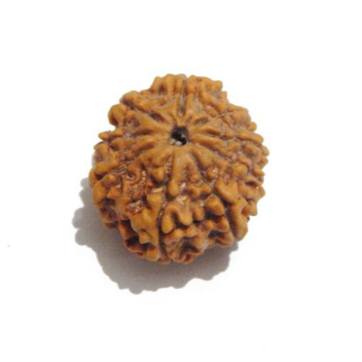 Nine Mukhi Nepali Rudraksha