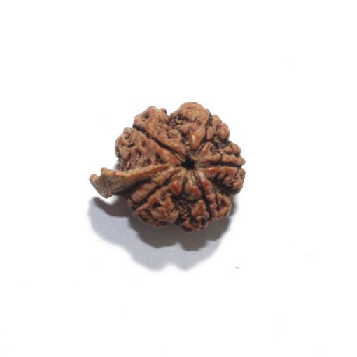 Ganesh Rudraksha