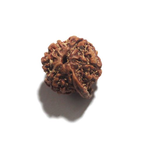 Ganesh Rudraksha