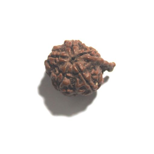 Ganesh Rudraksha