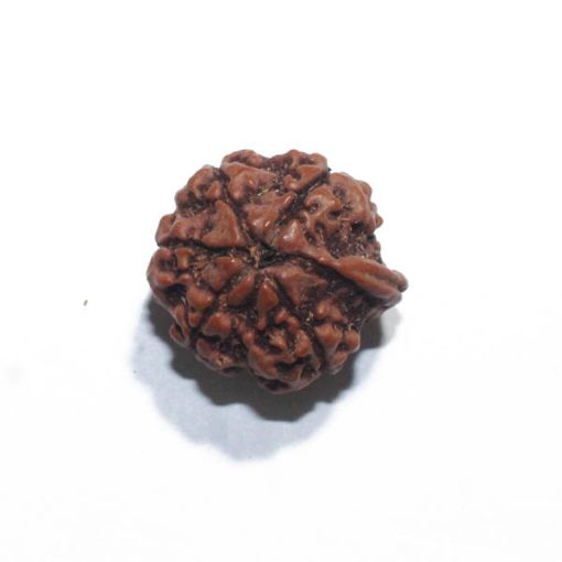 Ganesh Rudraksha