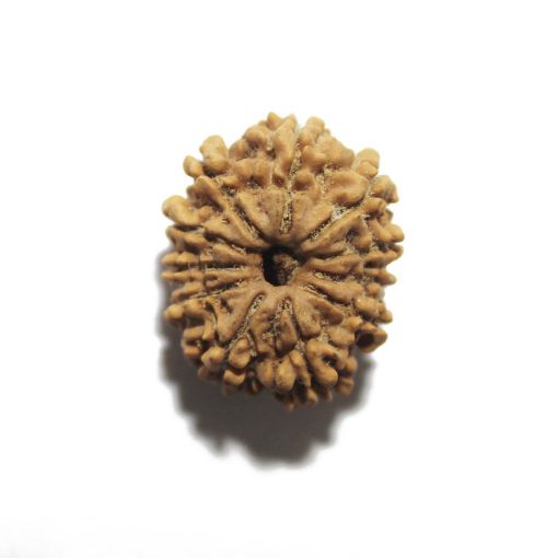 11 Mukhi Nepali Rudraksha