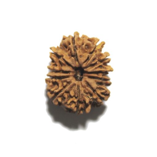 11 Mukhi Nepali Rudraksha