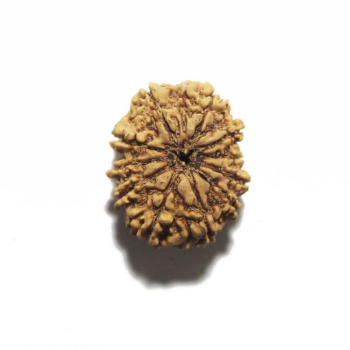 11 Mukhi Nepali Rudraksha