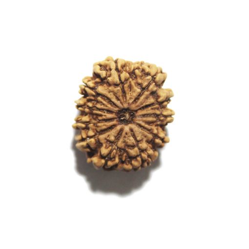11 Mukhi Nepali Rudraksha