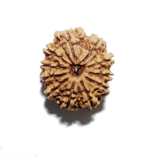 11 Mukhi Nepali Rudraksha