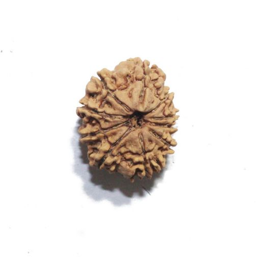 Ten Mukhi Nepali Rudraksha