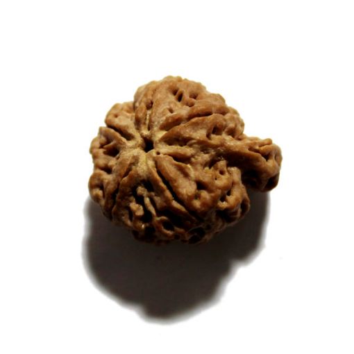 Ganesh Rudraksha