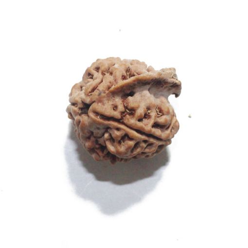 Ganesh Rudraksha