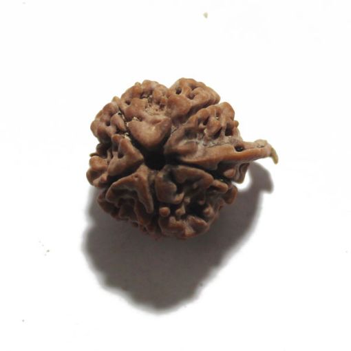 Ganesh Rudraksha