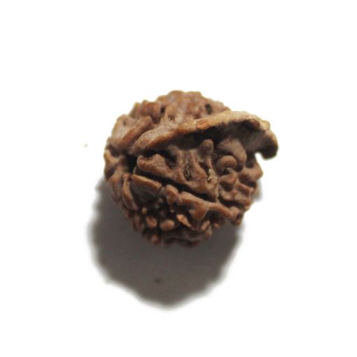 Ganesh Rudraksha
